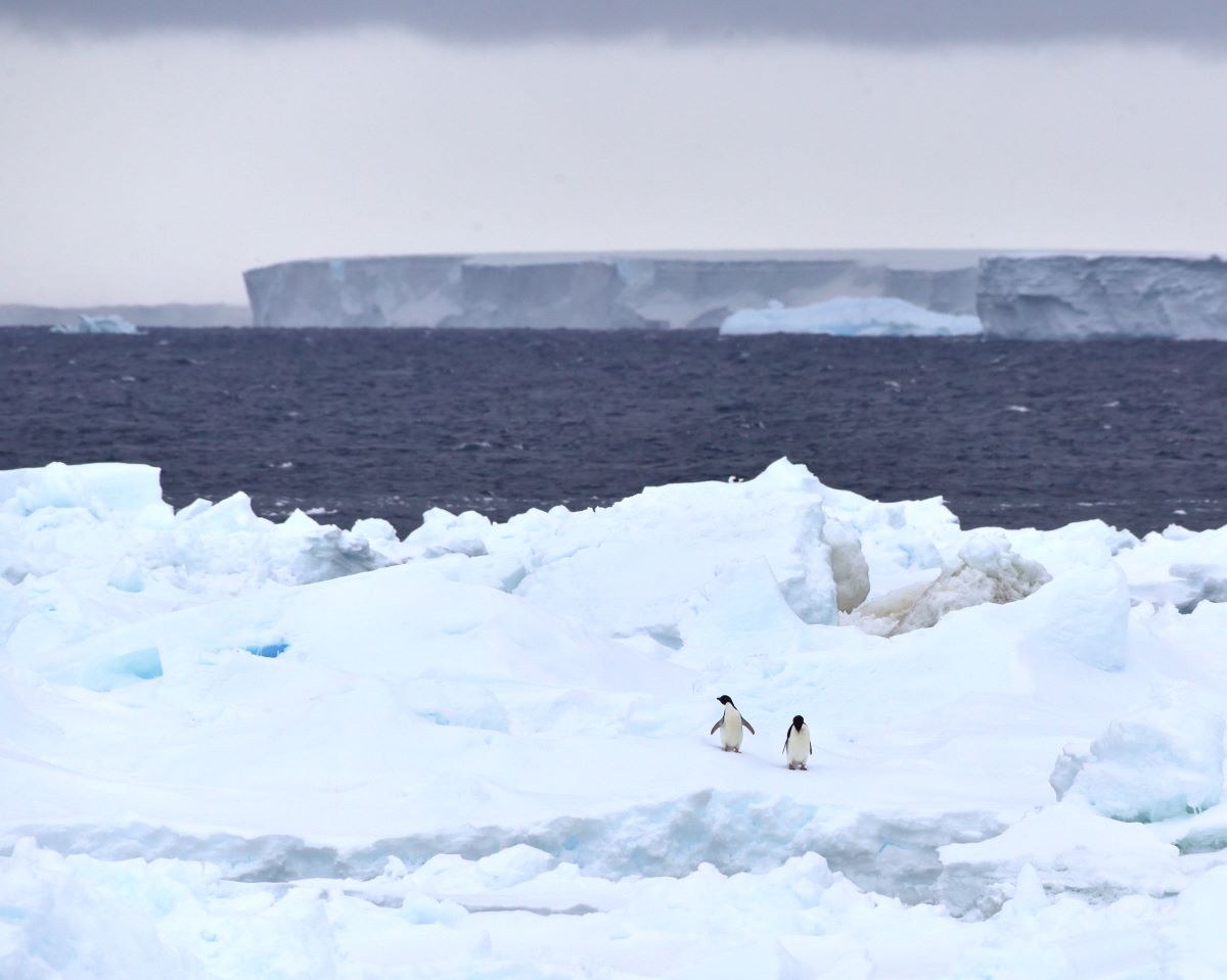 Pingviner går på havsis. Bakom finns det öppet vatten och glaciär med raka kanter.