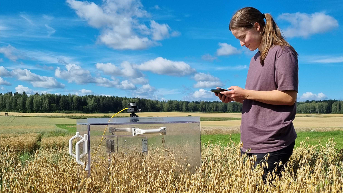 En person står bredvid en mätinstrument på en somrig åker med en mobiltelefon i handen.