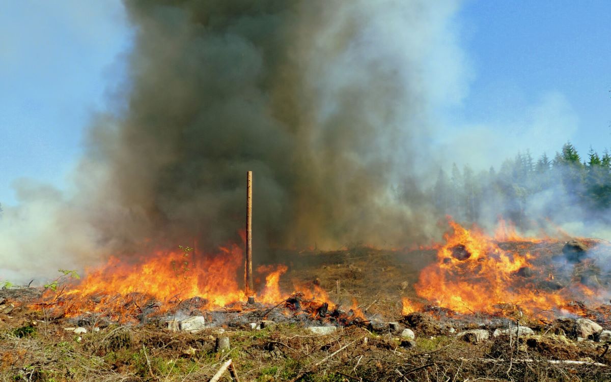Skogen står i brand. Mörk rök.
