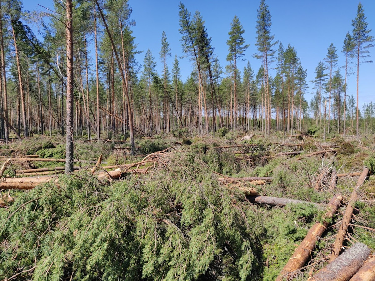Tallar har fallit ner på grund av stormen.